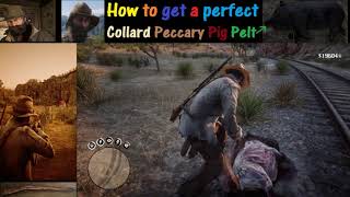 RDR2 How to get a perfect Collard Peccary Pig Pelt [upl. by Ettennaj242]