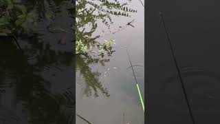 Heavy Fishing Fishing with Normfishingshortsreelsfishing video [upl. by Nanahs]