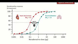 7 Receptor Selectivity [upl. by Mis]