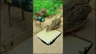 Bird trap design with flashlight and cardboard shorts [upl. by Belia435]