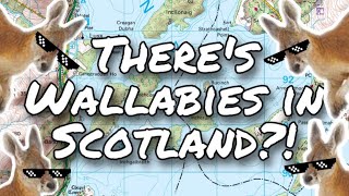 Scotland has WALLABIES  The story of the Loch Lomond wallabies on Inchconnachan [upl. by Hadeehuat850]