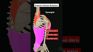 Scapula Inferior Rotation agonist Synergist Antagonist health anatomy shortvideo [upl. by Amero]