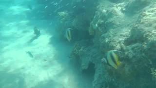 Nikon CoolPix AW100 underwater  Sharm El Sheikh [upl. by Leirrad]