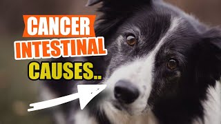 INTESTINAL CANCER in DOGS 🐶🥺Symptoms Causes and Treatment [upl. by Redlac79]