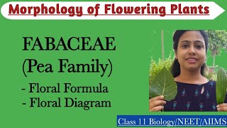 Fabaceae  Pea Family  Floral Formula and Diagram Morphology of Flowering PlantsClass 11 Biology [upl. by Miett279]