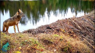 Two months on a beaver dam in Voyageurs National Park Minnesota [upl. by Dyann]