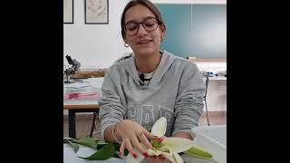 angiospermas  Disección de una flor  ciclodevida de las plantas  bachillerato educación [upl. by Schreibe574]