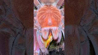 YOU WONT BELIEVE WHAT THIS TARANTULA ATE 😱 [upl. by Neirrad]