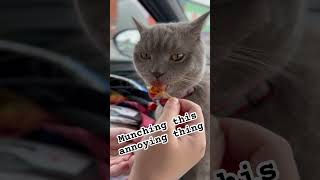 Snack attack thecuriousmidnight shorts shortsvideo scottishfold cutecat cat [upl. by Nosnor]