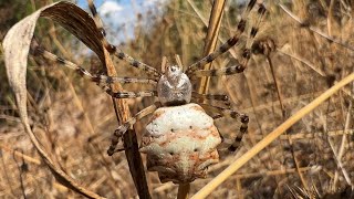 Argiope Lobata  Loplu örümcek [upl. by Binetta]