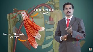 AXILLARY ARTERY ANATOMY ANIMATED LECTURE [upl. by Eseuqram]