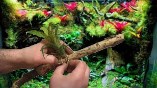 How I Mount Bromeliads to Wood for my Vivariums  Vriesea Fenestralis [upl. by Socram]