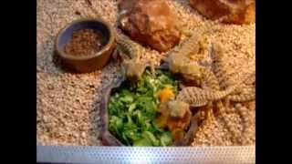 Pogona vitticeps  Eating fruits and vegetables part 1  Amalgation [upl. by Caye]