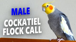 Male Cockatiel Flock Call  Flock Calling to Find Your Cockatiel [upl. by Nenney]