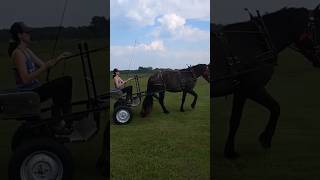 Mango the Percheron horse automobile horseriding heavyhorse farmlife farm country viralshort [upl. by Peppy416]