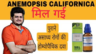 ANEMOPSIS CALIFORNICA  Homeopathic Medicine  पुरानी सर्दी पुरानी खांसी पुराने पेट की समस्याएं [upl. by Ahsuoj]