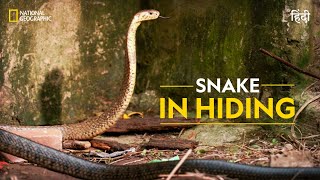 Snake in Hiding  Snakes in the City  हिन्दी  Nat Geo Wild [upl. by Ecinue]