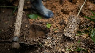 Reforestation in the Amazon  One Tree Planted  World Resources Institute [upl. by Nodnal]