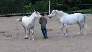 Jean Francois Pignon and his horses [upl. by Schechter891]