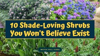 10 Best Shade Loving Shrubs You Wont Believe Exist 🌺👍  Gardening [upl. by Blader]