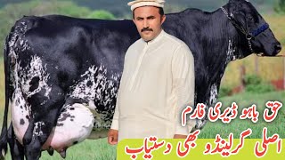 Biggest Girlando Cow For sale at Haq Bahoo Dairy Farm  Pakistans Best cows Farm [upl. by Oos]