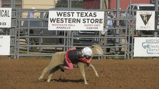 Mutton Bustin  2018 Will Rogers Range Riders Rodeo  Saturday [upl. by Nosydam]