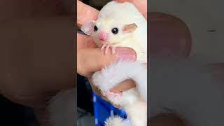 Creamino Leucism Albinism Mosaic sugar gliders [upl. by Hasin584]