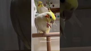 Adorable Cockatiel Petes Cute Singing Moments 🎶 🦜 cockatielscraze [upl. by Irodim]