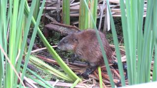 Muskrat sounds Buffalo Pound Prov Park Sask Canada July 2015 [upl. by Prochora]