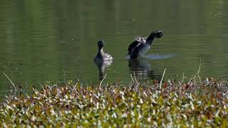 Piedbilled Grebe male standoff [upl. by Tammy]