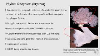 Phyla ectoprocta and Brachiopoda  BS Zoology Invertebrate Diversity [upl. by Josselyn798]