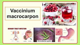 Vaccinium macrocarpon [upl. by Baoj]