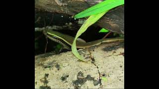 Reptile hidden in dark corners  Skink [upl. by Ardnuasal]