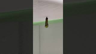 Monarch Caterpillar Pupating Into Its Chrysalis [upl. by Jamin6]