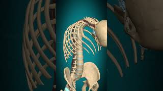 Longissimus capitis muscle action Vertebral column Extension muscle anatomy [upl. by Yrallih]