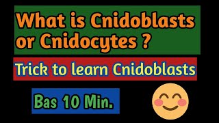 PhylumCoelentrata What is the function of Cnidoblasts Meaning of Cnidoblasts what is Cnidocytes [upl. by Nolat]