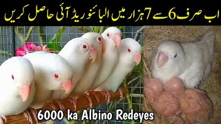 How to produce albino redeyes cheaply  Albino red eyes in just 6 to 7000 only  Albino redeyes [upl. by Milak]