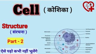 structure of cell  कोशिका की संरचना   anatomy  cell organelles [upl. by Silvain]