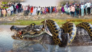 Anaconda Attack CrocodileGiant Nile Crocodile Swamp King Fights Giant Python Anaconda For Territory [upl. by Nerahs]