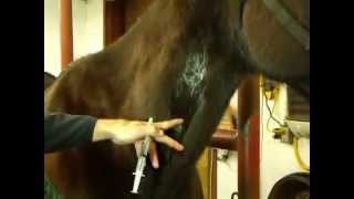 Ward Animal Hospital demonstration of an intravenous injection in a horse [upl. by Kluge]