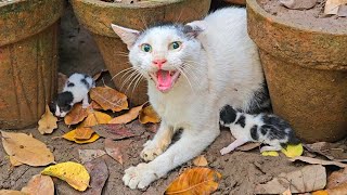 This Mother Cat Lost Her First BabiesNow She Wont Let Anyone Near Them [upl. by Haym992]