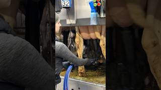 🐄✨ Cow Milking 101 Disinfection Tips with Purple Spray and Pretty Farm Girls [upl. by Emya]