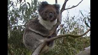 Koala closeup Коала вблизи 41sp [upl. by Aridaj]