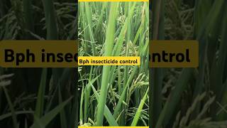 🌾Bph control insecticide 🌾 How to control Bph  bhura mahu ki dawa shorts shortsfeed [upl. by Epstein725]