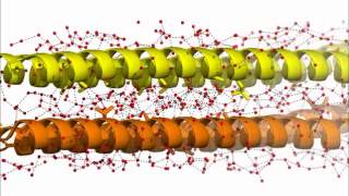 Antifreeze protein is chock full of ice [upl. by Musetta]