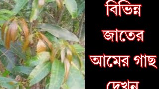 Different varieties of mango trees are discussed today in this video [upl. by Mckenna767]