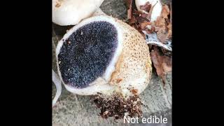 51 Scleroderma citrinum or common earthball Poisonous Spore bearing dark mass  gleba [upl. by Soloma]