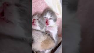 quotCollection of Kitten Sounds Effectsquot shorts [upl. by Gittle330]