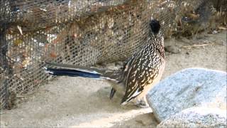 Greater Roadrunners Geococcyx californianus in The Living Desert [upl. by Jonell979]