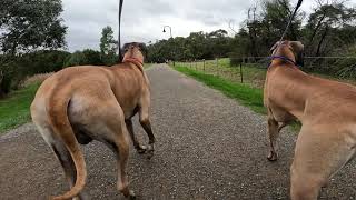 Great Dane Lovers Lilydale Lake walk Victoria Australia [upl. by Baumbaugh]